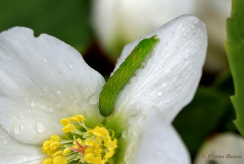 85775C-Agaatvlinder-Phlogophora-meticulosa