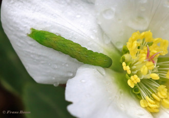 85775D-Agaatvlinder-Phlogophora-meticulosa