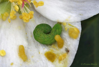 85775E-Agaatvlinder-Phlogophora-meticulosa