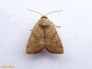 87303-Hyena - Cosmia trapezina