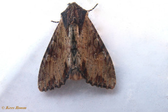 88523-Variabele grasuil - Apamea crenata