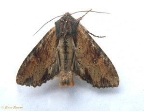 88524-Variabele grasuil - Apamea crenata