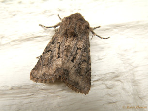 90793-Gewone grasuil - Luperina testacea