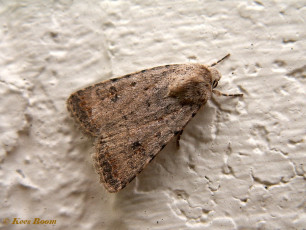 93863-Huisuil - Caradrina clavipalpis