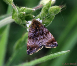 94350-Dwerghuismoeder - Panemeria tenebrata