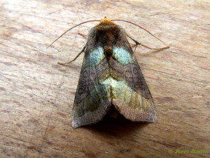 97525-Koperuil - Diachrysia chrysitis