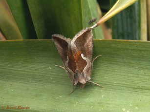 97663-Getekende gamma-uil - Macdunnoughia confusa