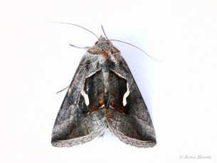 97665-Getekende-gamma-uil-Macdunnoughia-confusa-1