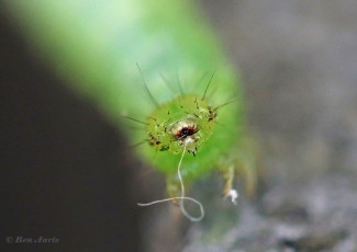 98070H-Gamma-uil-Autographa-gamma