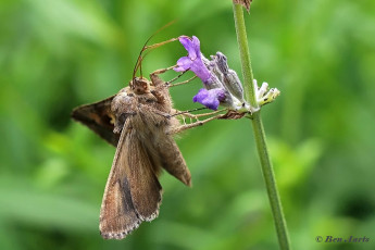 98079-Gamma-uil-Autographa-gamma