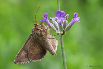 98079G-Gamma-uil-Autographa-gamma