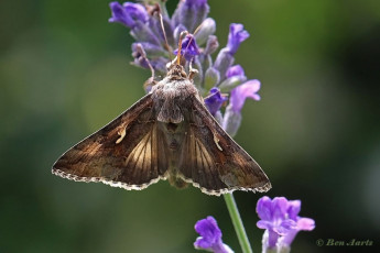 98079H-Gamma-uil-Autographa-gamma