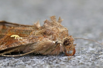 98079J-Gamma-uil-Autographa-gamma