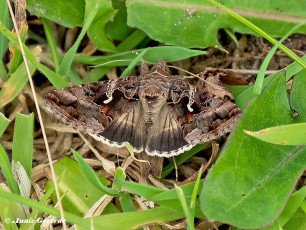 98080B-Gamma-uil-Autographa-gamma