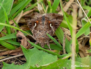 98080D-Gamma-uil-Autographa-gamma