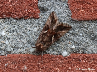 98082-Gamma-uil-Autographa-gamma