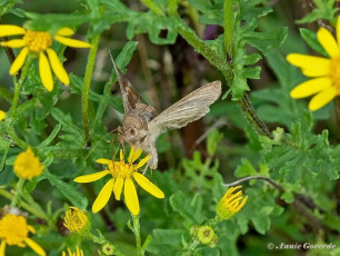 98088-Gamma-uil-Autographa-gamma