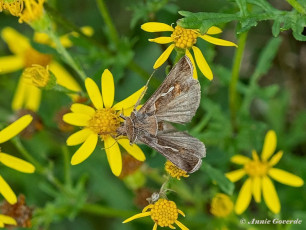 98088A-Gamma-uil-Autographa-gamma