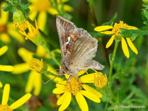 98088B-Gamma-uil-Autographa-gamma