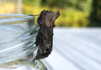 98572-Donker brandnetelkapje - Abrostola triplasia