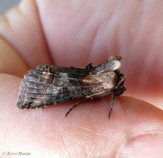 98574-Donker brandnetelkapje - Abrostola triplasia