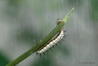 599.915-Zebravlinder-Heliconius-charitonia