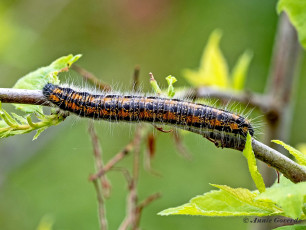 928.804A-Groot-geaderd-witje-Aporia-crataegi