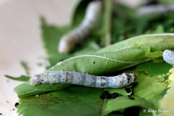 015.520A-Zijdevlinder-of-Domestic-silk-moth-Bombyx-mori