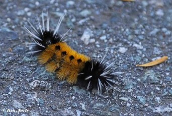 023.160-Spotted-tussock-moth-Lophocampa-maculata