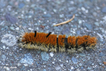 188.255-Fingered-dagger-moth - Acronicta-dactylina