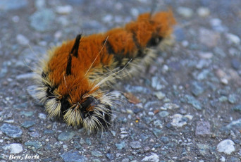 188.256-Fingered-dagger-moth - Acronicta-dactylina