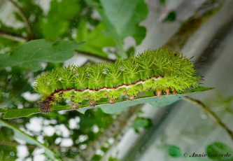 351.560- Io moth - Automeris io