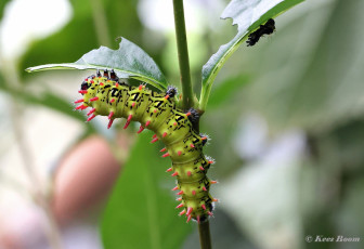 352.733-Suraka-Silk-Moth-Antherina-suraka