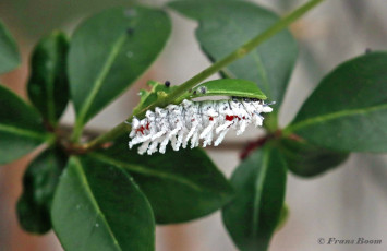 353.258-Atlasvlinder-Attacus-atlas