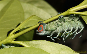 353.262-Atlasvlinder-Attacus-atlas