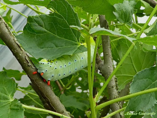 354.260- Promethea silkmoth - Callosamia promethea