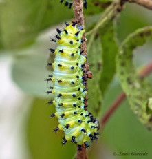 354.865-Cecropia-moth-Hyalophora-cecropia