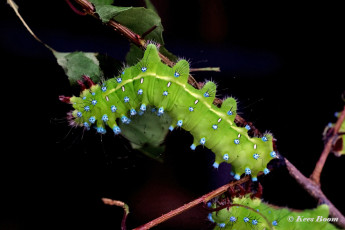 356.050A-Giant-peacock-moth-of-Grote-nachtpauwoog-Saturnia-pyri