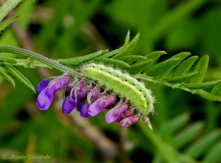 374.860- Kleine sint-jansvlinder - Zygaena viciae