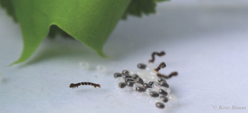 37925-Herculesje - Selenia dentaria