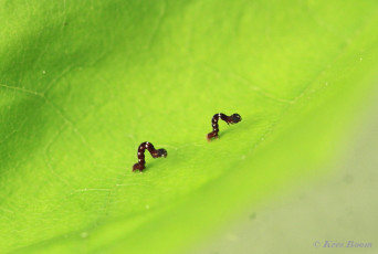 37926-Herculesje - Selenia dentaria