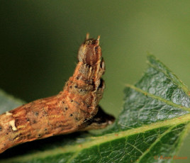 37933-Herculesje - Selenia dentaria