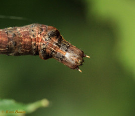 37934-Herculesje - Selenia dentaria