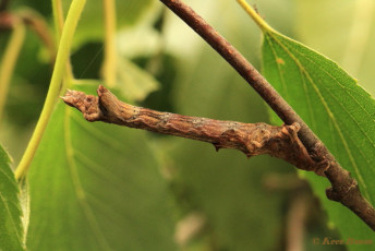 37936-Herculesje - Selenia dentaria